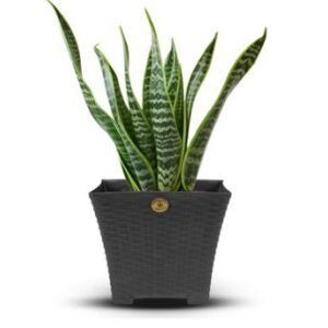 Alternative view of Maceta cuadrada diseño Rattan de 25 cm color gris