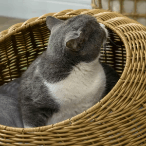 Alternative view of Cama de ratán para gatos y perros marca PawHut