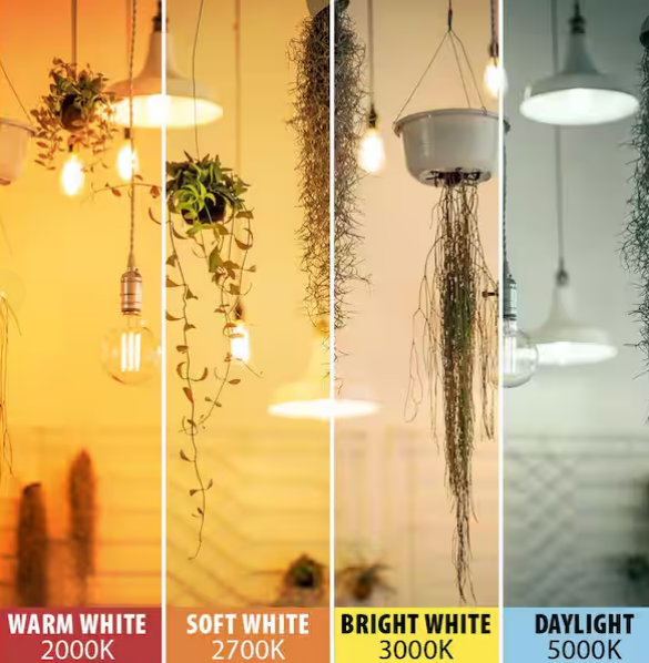 Paquete de 4 bombillas LED regulable de filamento recto, luz blanca cálida -Feit Electric - Imagen 3